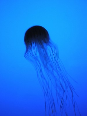 Lola Grieco Portfolio