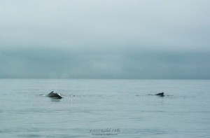 Humpback Whales P0573