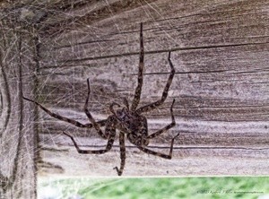 Fishing Spider PDSC0254 