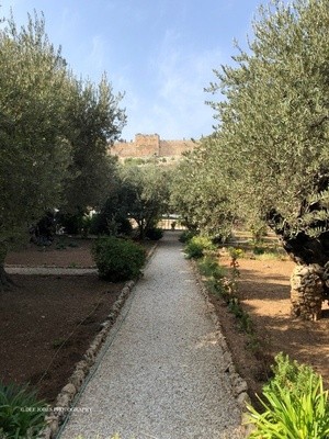 Garden of Gethsemane