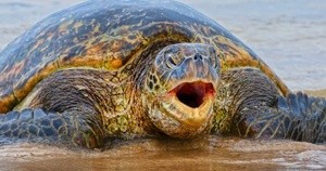 Hawaiian Green Sea Turtle of Poipu Beach