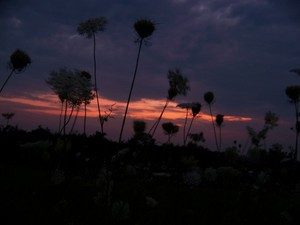 Queen's Ann's Lace Sunset