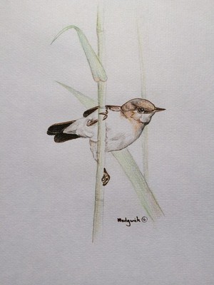 Reed Warbler