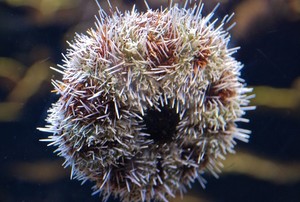 Sea Urchin