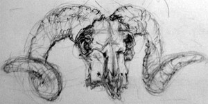 Ram Skull Drawing