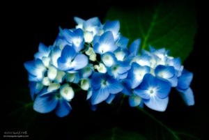 Blue Hydrangeas P8514