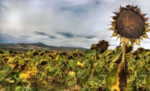 Sunflower in Auvergne