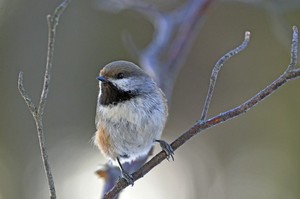 boreal chickadee FB DSC3528