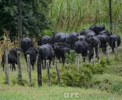 Buffalo on the way home