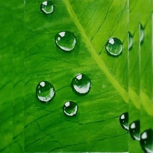 There is an eternal love between the water drop and the leaf