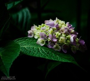 Purple Hydrangea P0721