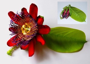 Passiflora 1