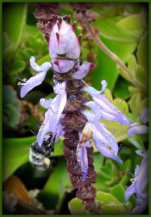 Plectranthus canius with bee