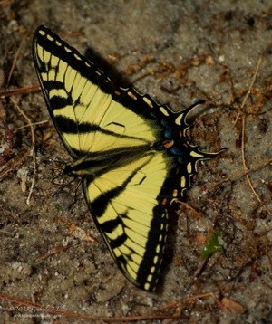 Eastern Swallowtail P8292