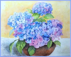 Hydrangea