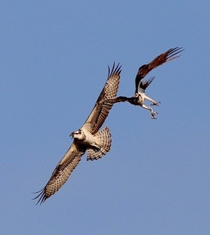 aireal combat Osprey style 