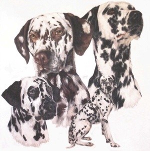 Dalmatian 