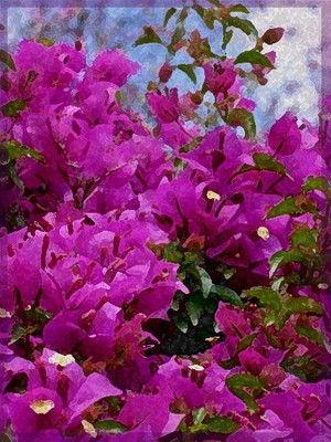 Nira Dabush Portfolio