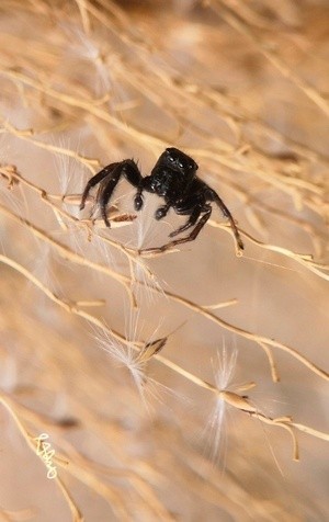 Spider in Reed