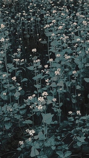 April weeds round nthe corner