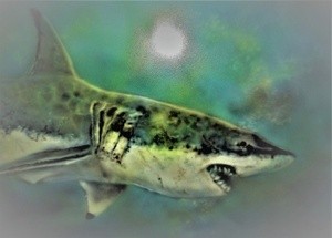 Airbrush 55 gt white shark