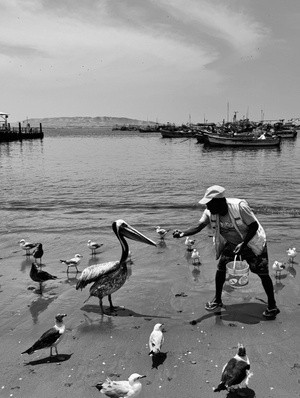 manfeedingpelican