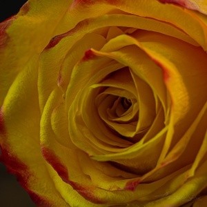 Yellow Rose