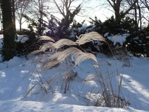 Winter Reeds