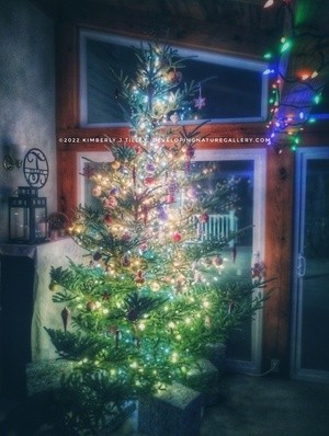 Christmas Tree 20221208