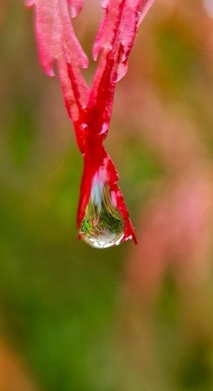 Colorful dew(2)