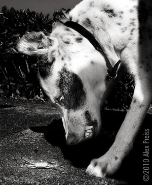 Alex Preiss Portfolio