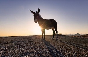 Hitchhiker