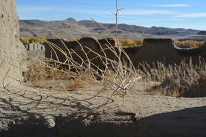 Tumble Weed