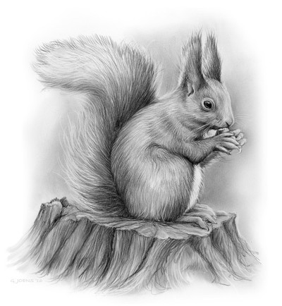 Squirrel