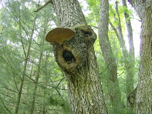 face in a tree