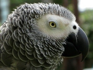 African Grey Portrait