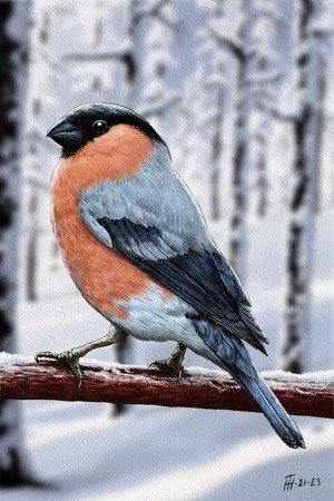 Bullfinch