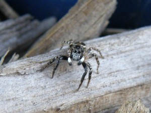 Jumping Spider