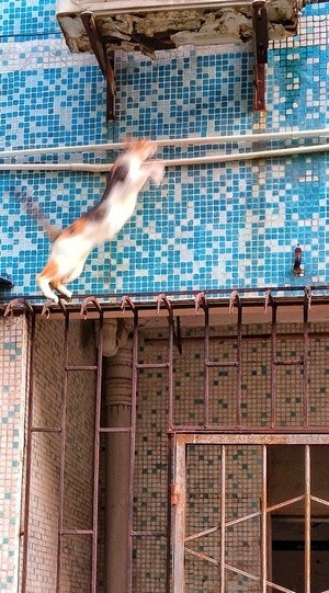 cat escaping photographer