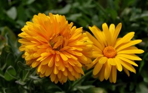 Calendula