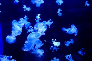 Jellyfish