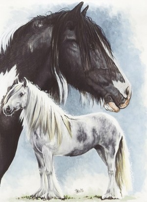 Gypsy Cob