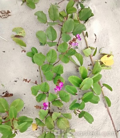 beach plants, vivid colors