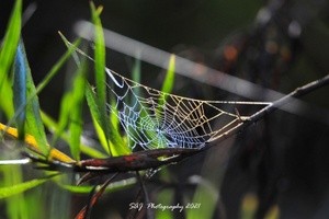 Spider Web