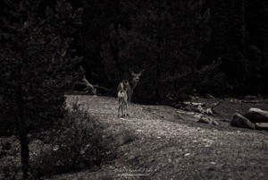 A Mule Doe and Her Babe P7031