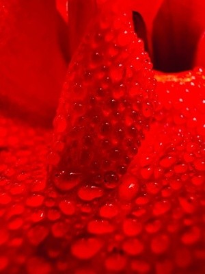 R is for Red
