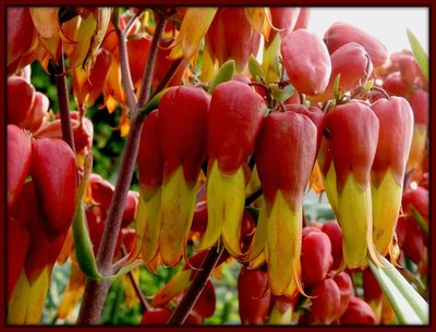 Kalanchoe