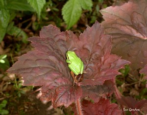 Photograph,Frogs