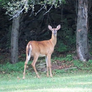 deer