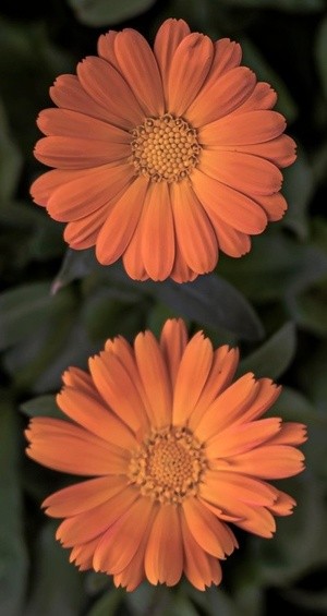 Flowers at James Bay Inn - June 7 13 2025
